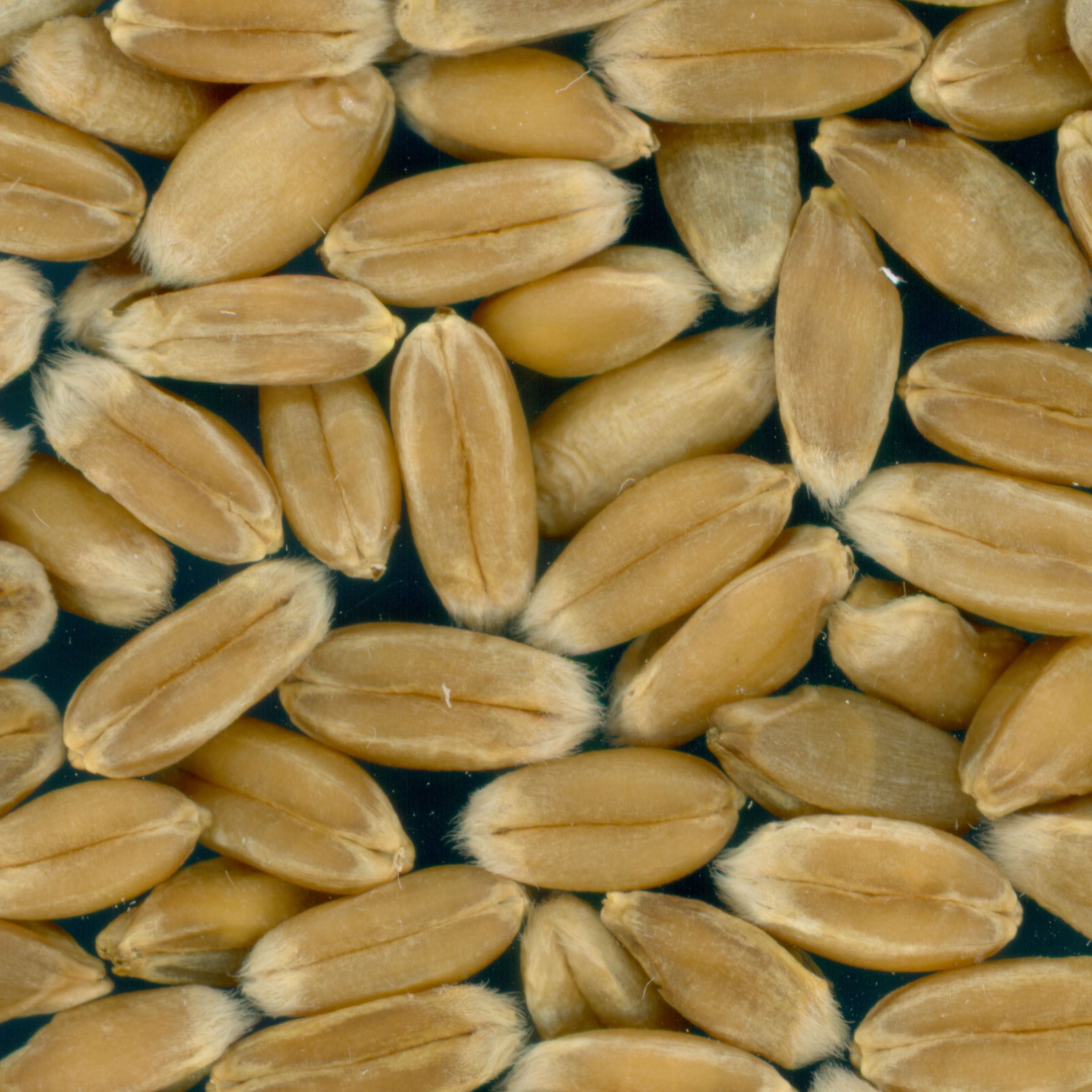 Click for 3 image(s) for this accession. KERNELS